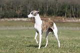 WHIPPET 360